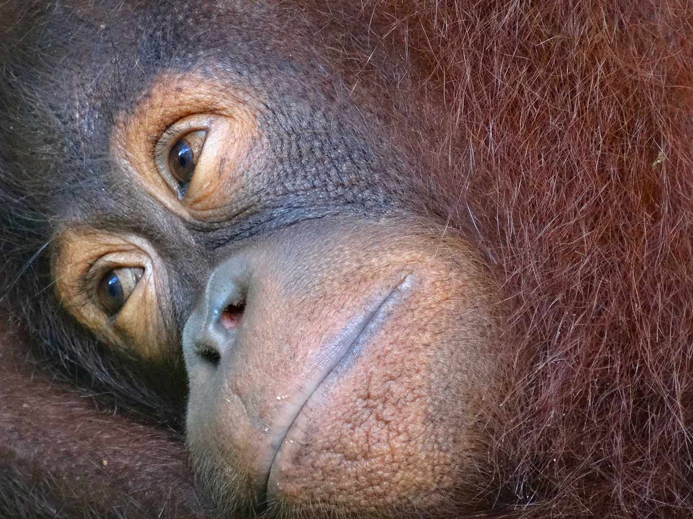 A young Orangutan female at the sanctuary in Sandakan