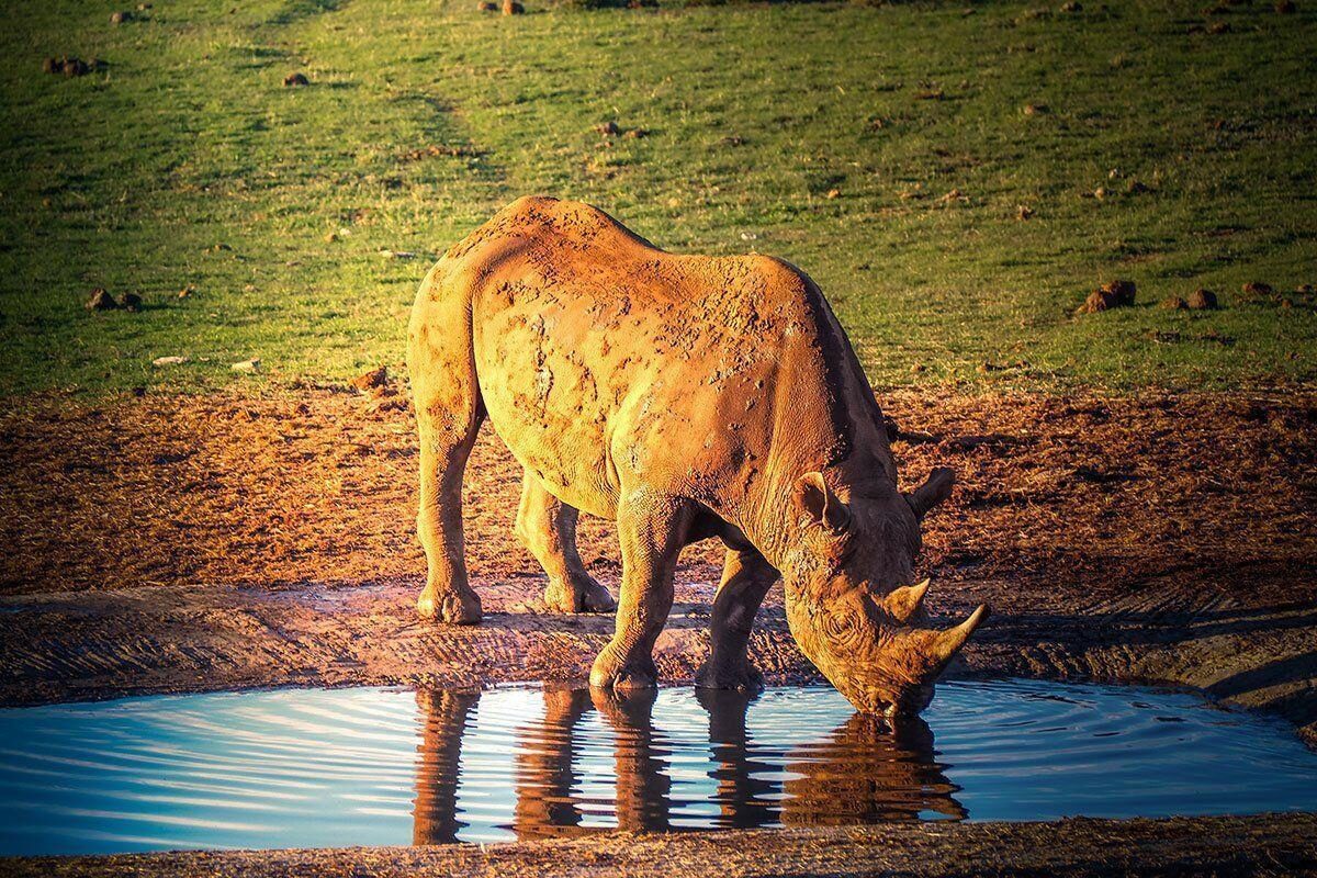 A southern white rhino drinking from the waterhole in Addo National Park, South Africa