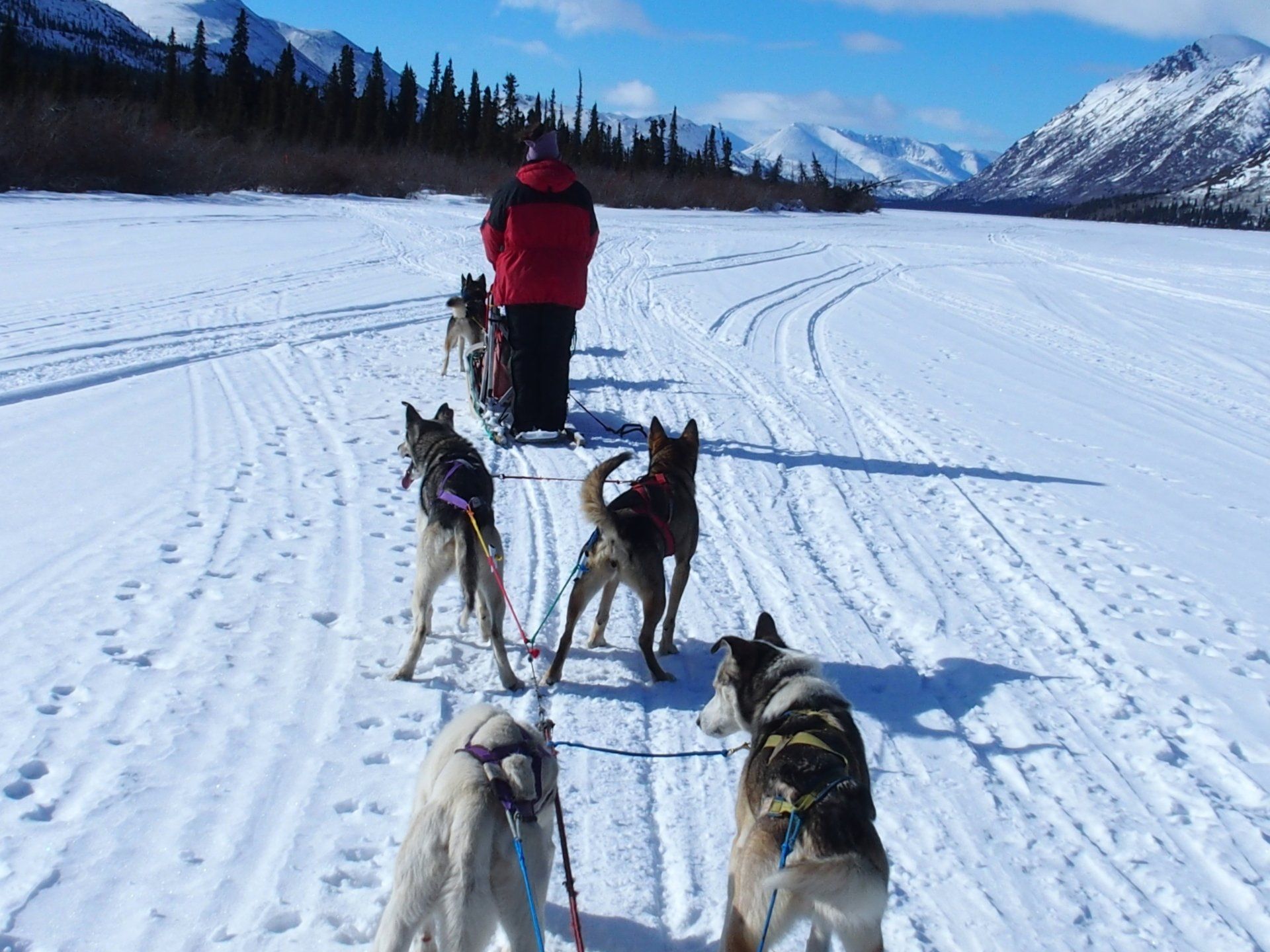 Learning to mush in the Yukon
