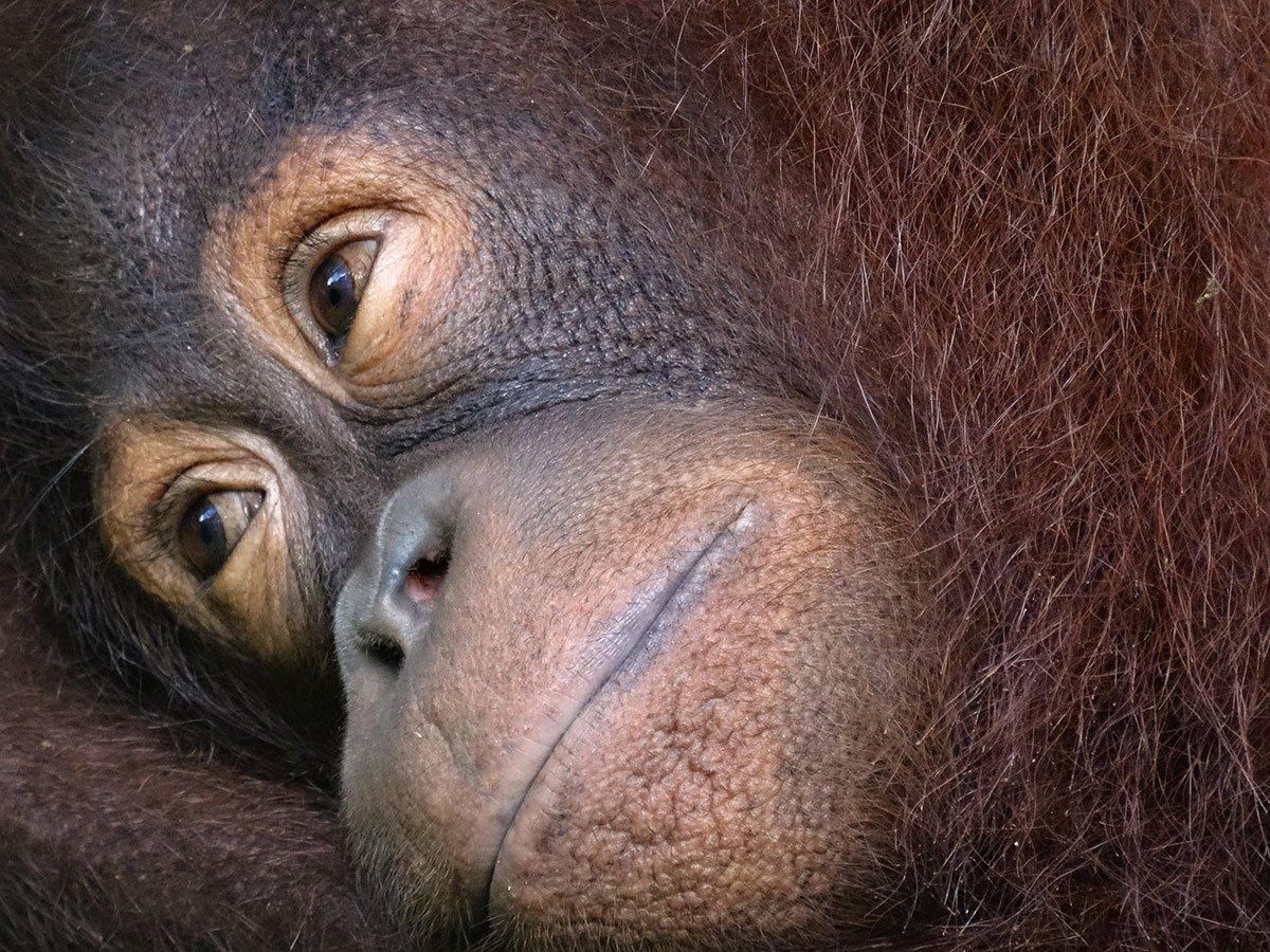 Young Orangutan female.