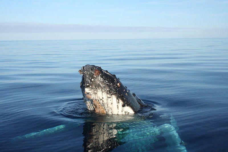 A southern right whale off Dunsborough Western Australia