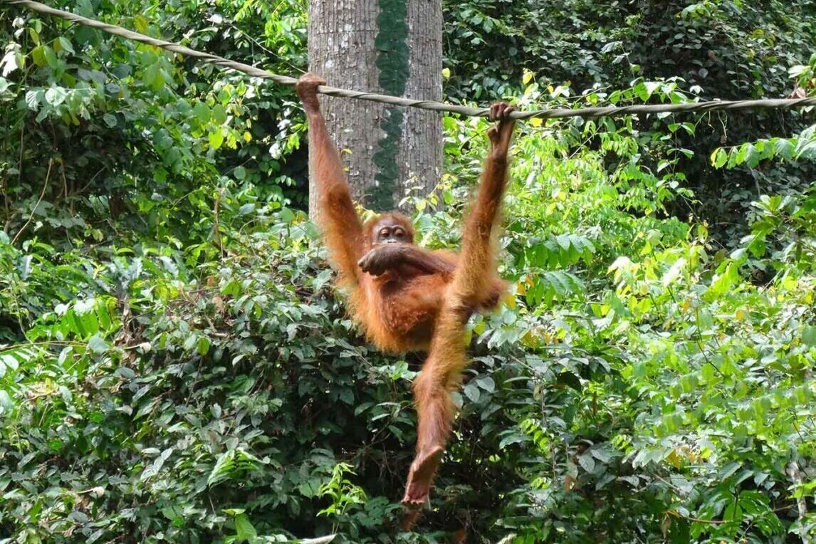 Orangutan at Sepilok Orangutan Rehabilitation Center