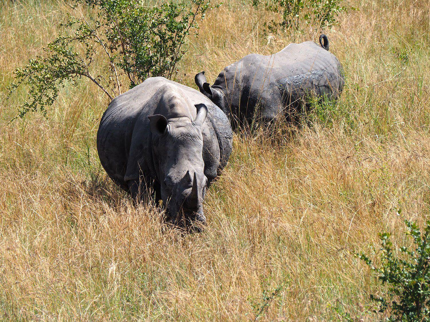 Two massive Rhinos walking toward us in Kruger National Park