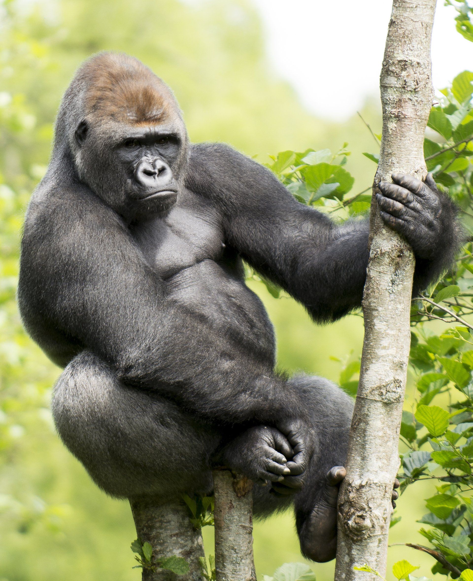 A very large male mountain gorilla