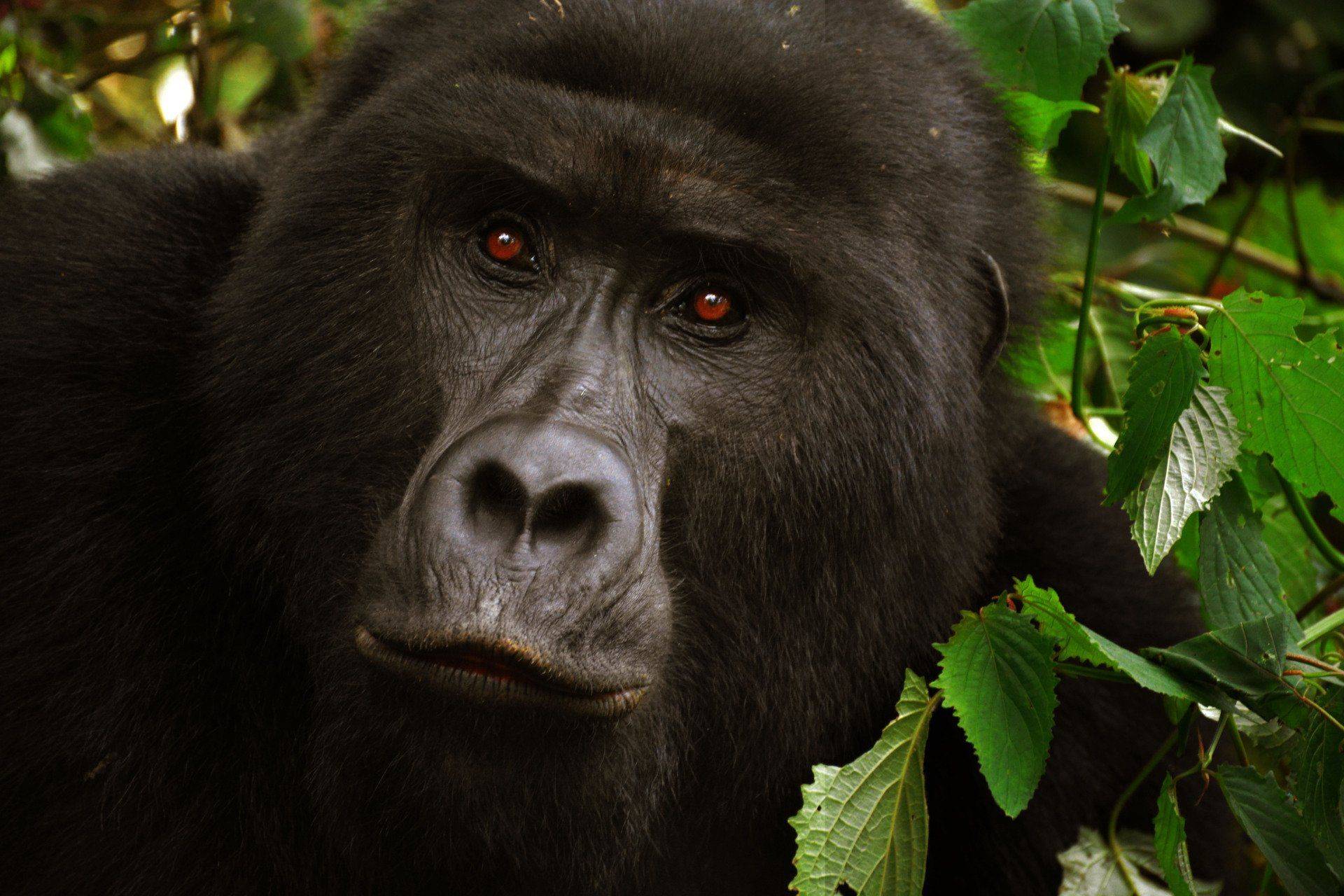 Mountain Gorilla of Uganda