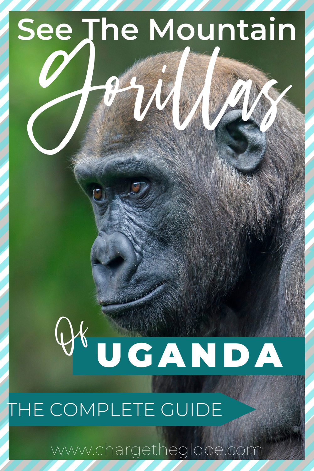 PIN ME! The Complete guide to visiting the mountain gorillas of Bwindi Impenetrable Forest