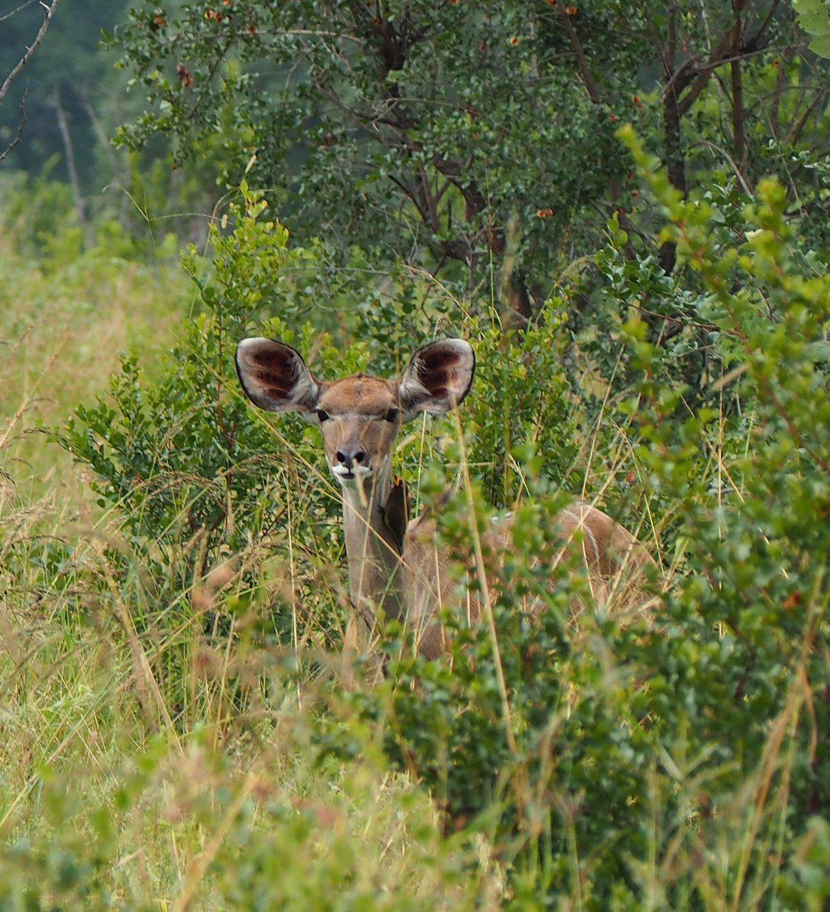 A Kudu peeking out from behind grasses in Kruger National Park