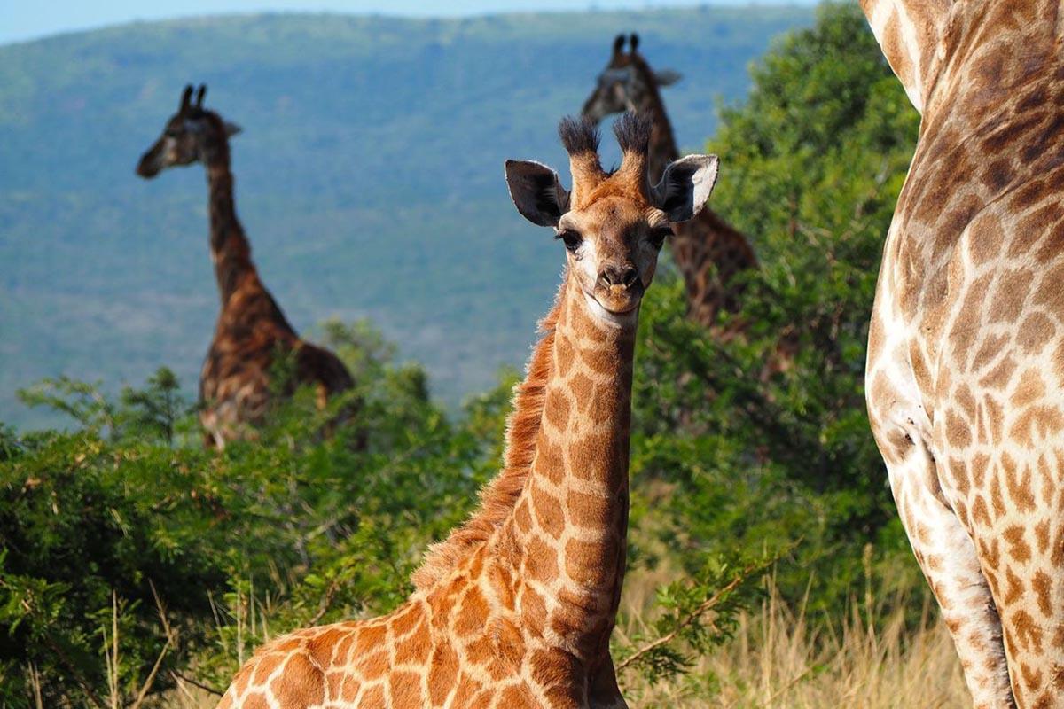 Baby giraffe calf at Hluhluwe Imfolozi National Park South Africa