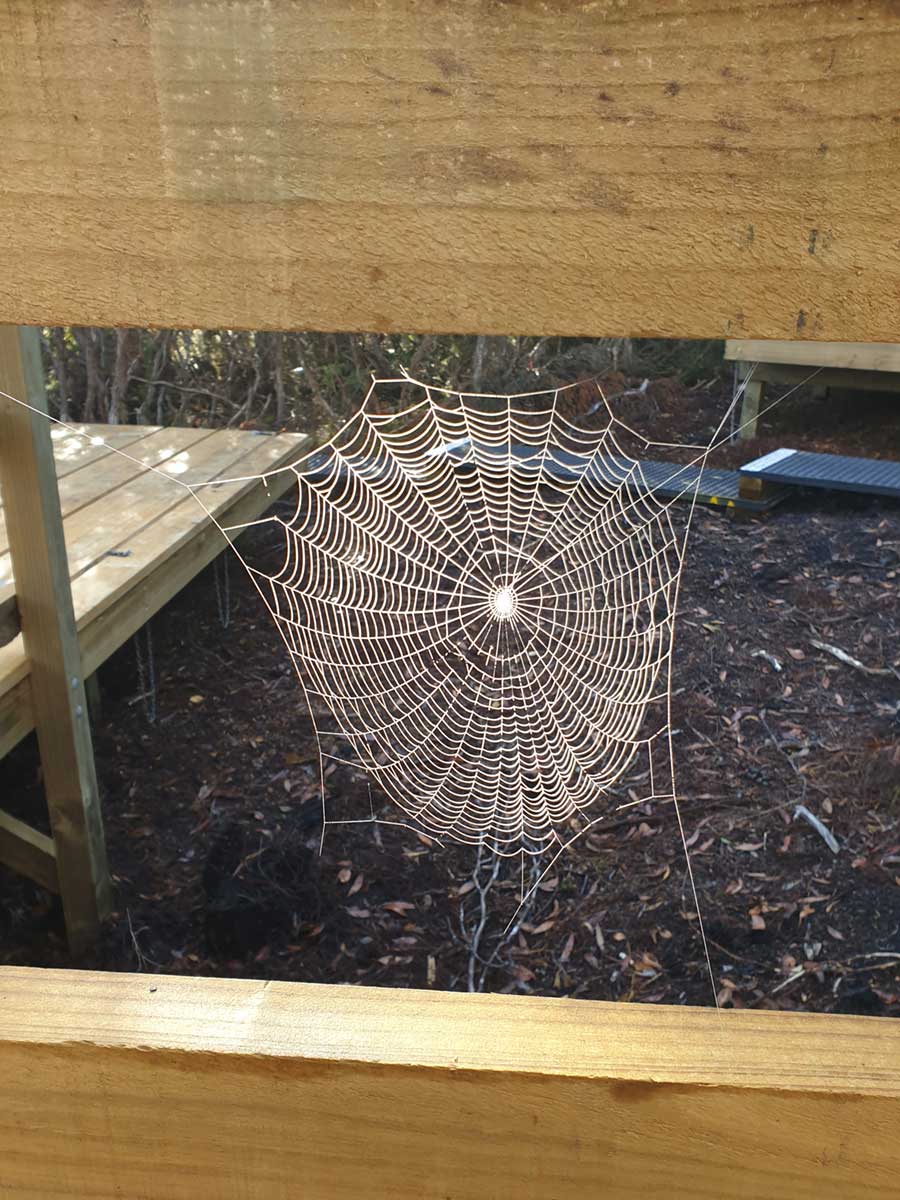 Spider webs at Windemere Hut, Overland Track