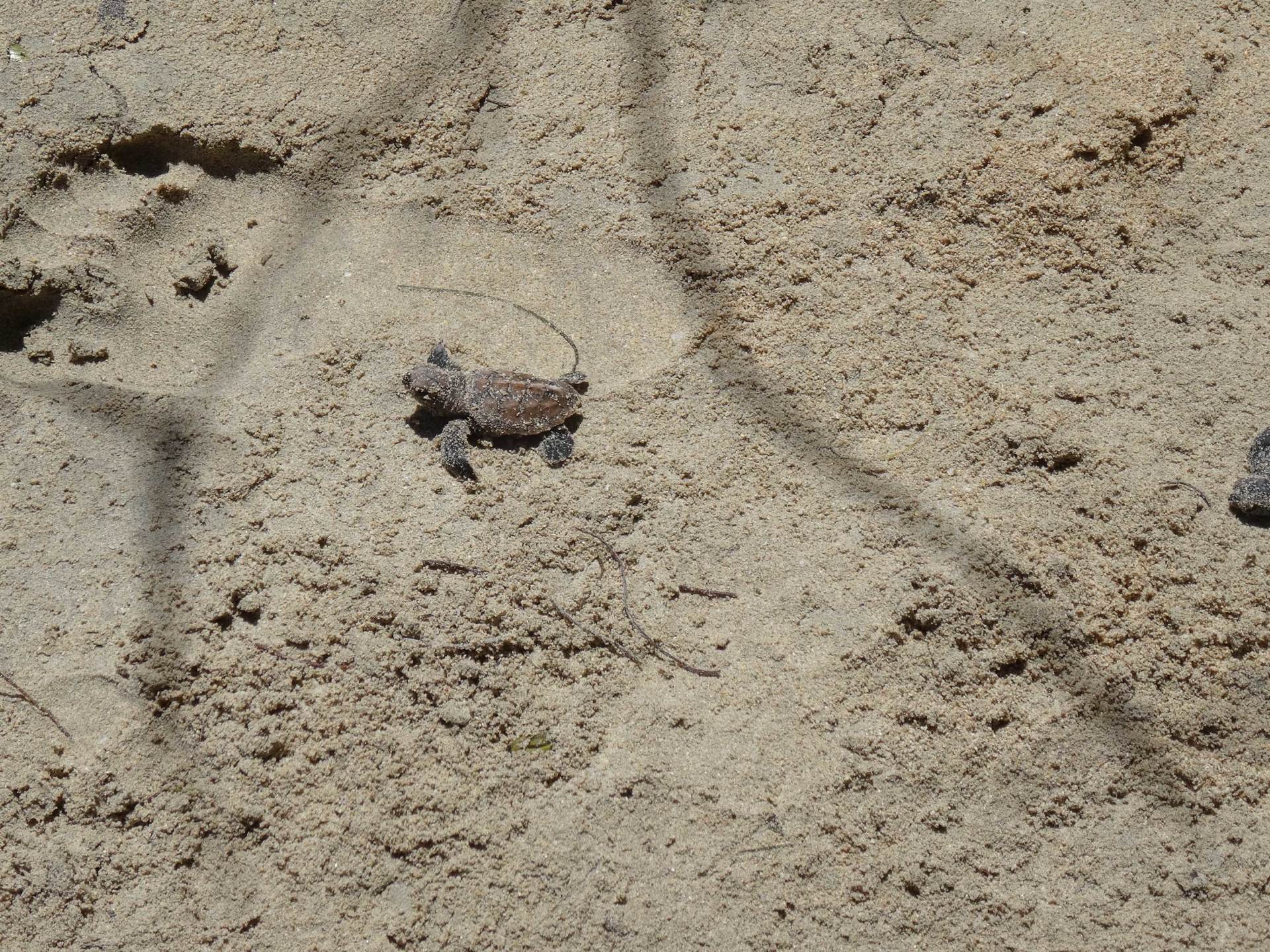 A turtle hatchling making its way across the sand