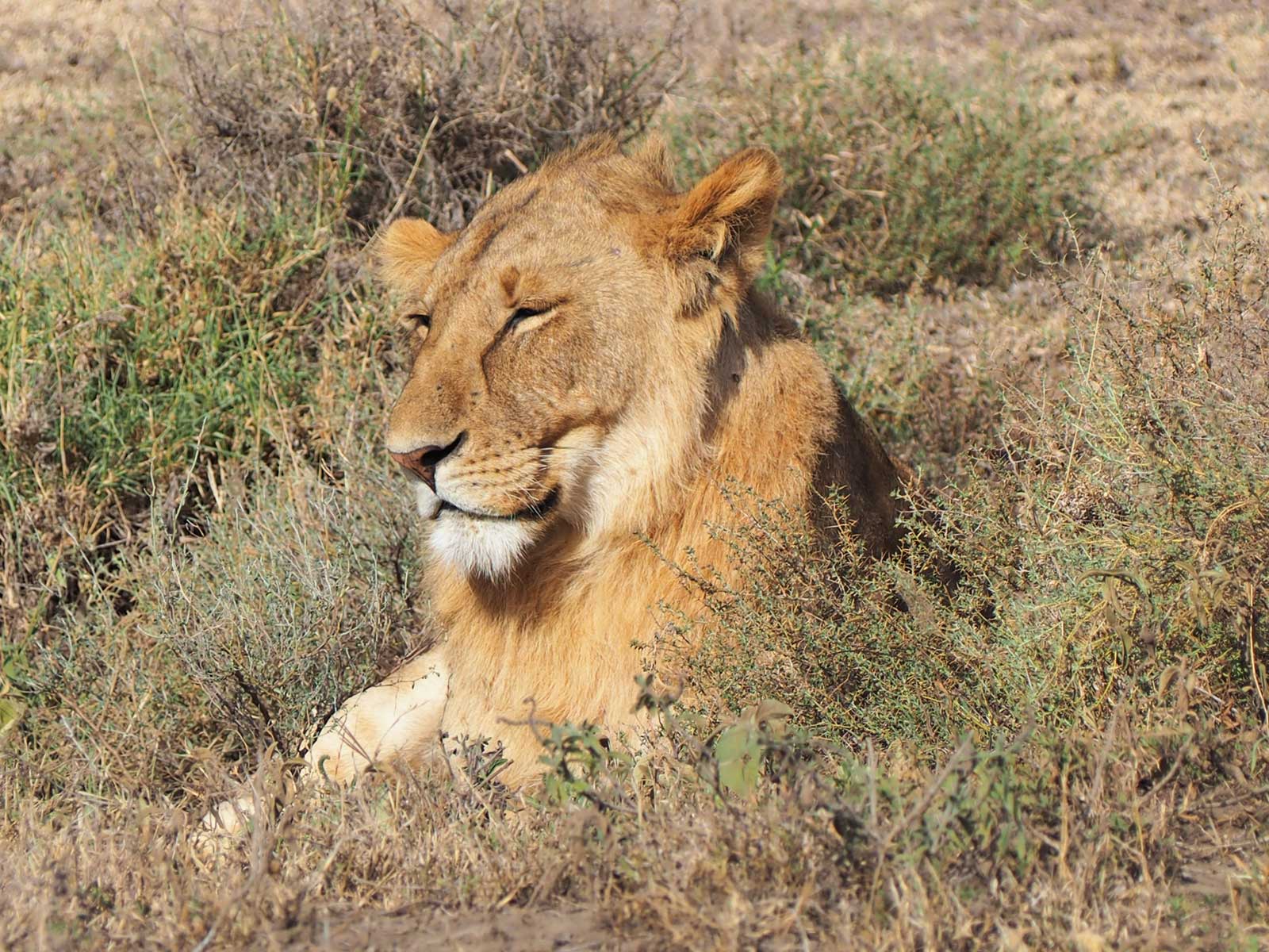 Lion at Hwange National Park, Zimbabwe